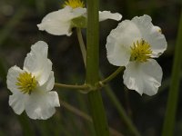 Sagittaria latifolia 4, Breed pijlkruid, Saxifraga-Jan van der Straaten